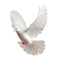 Fototapeta premium Free white dove flying in mid-air transparent background