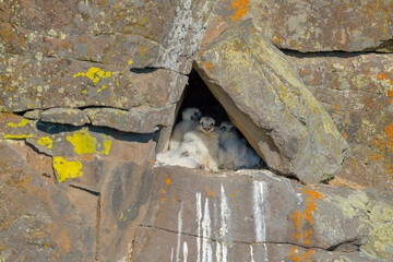 Prairie Falcon nestlings in scenes from a cliffside aerie, from new born to fledgling.
