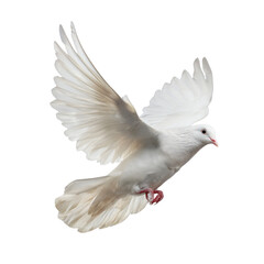 Obraz premium Free white dove flying in mid-air transparent background