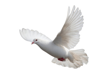 Obraz premium Free white dove flying in mid-air transparent background