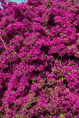 Bright magenta bougainvillea flowers in lush abundance, perfect for garden design, nature backgrounds, or Lisbon travel inspiration. Ideal for floral, botanical, and summer themes.