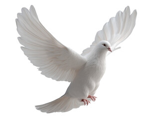 Obraz premium Free white dove flying in mid-air transparent background