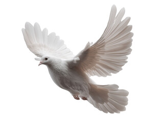 Obraz premium Free white dove flying in mid-air transparent background