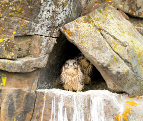 Prairie Falcon nestlings in scenes from a cliffside aerie, from new born to fledgling.