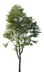 Isolated Celtis australis tree with green leaves on transparent background