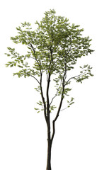 Obraz premium Isolated Celtis australis tree with green leaves on transparent background