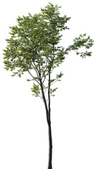 Obraz premium Isolated Celtis australis tree with green leaves on transparent background