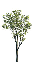 Fototapeta premium Isolated Celtis australis tree with green leaves on transparent background