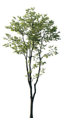 Obraz premium Isolated Celtis australis tree with green leaves on transparent background