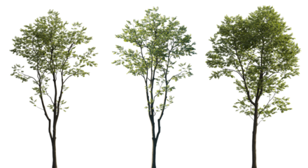 Isolated Celtis australis tree with green leaves on transparent background
