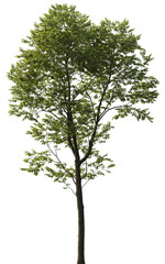 Obraz premium Isolated Celtis australis tree with green leaves on transparent background