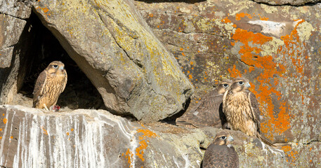 Prairie Falcon nestlings in scenes from a cliffside aerie, from new born to fledgling.