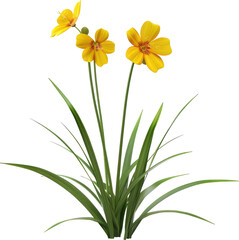 Three Yellow Flowers with Green Leaves Isolated on White Background