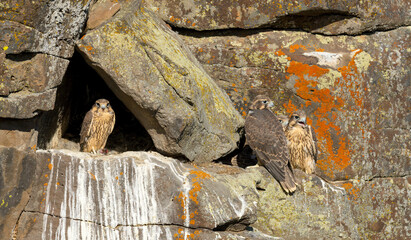 Prairie Falcon nestlings in scenes from a cliffside aerie, from new born to fledgling.
