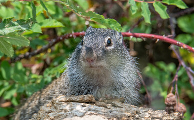 Franklin's ground squirrel on a log