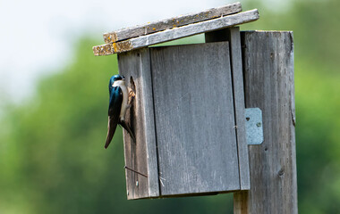 Tree swallow at wooden nest box