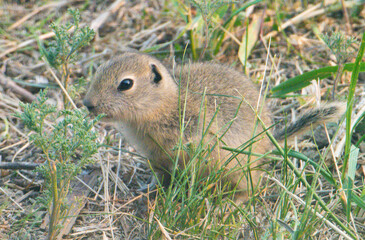 Richardson ground squirrel in the grass