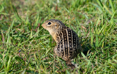 Thirteen lined ground squirrel in the grass