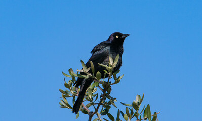 Common grackle in a tree