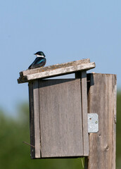 Tree swallow at wooden nest box