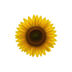 Fototapeta premium Bright Yellow Sunflower Blooming with Petals Open Wide