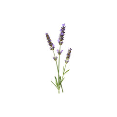 Naklejka premium Lavender sprigs isolated – symbolizing calm, aromatherapy, and natural healing