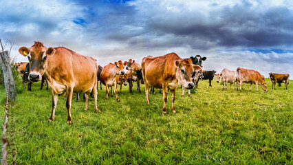 Inquisitive herd of cows grazing in farmland