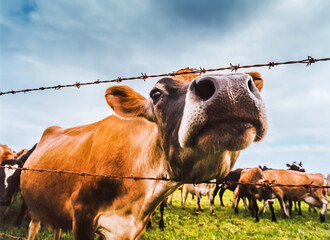 Inquisitive cow peeks through a barbed wire fence