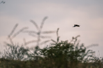 Eurasian Jay flies over field, England
