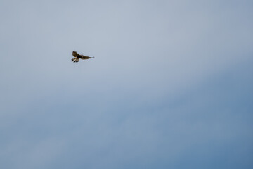 Eurasian kestrel hovers in sky