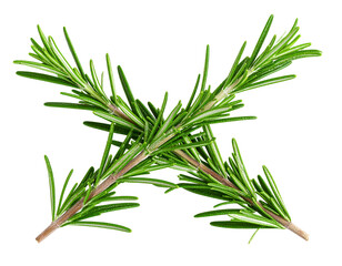 Fototapeta premium Top View of Twisted Rosemary Sprigs Crossed Together, Isolated PNG