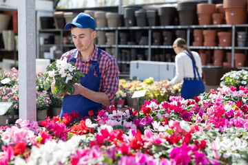 Fototapeta premium Young male salesman in uniform holding pot of cyclamen in flower shop