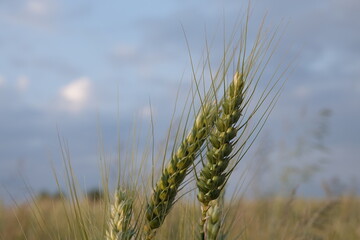 Łany pszenicy na wiejskim polu © tomo81