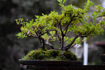 bonsai