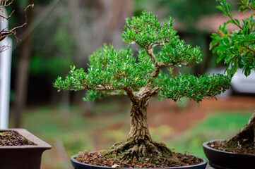 bonsai