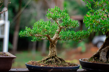bonsai