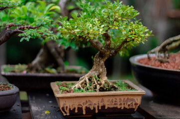 bonsai