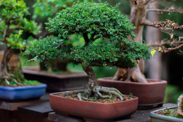 bonsai