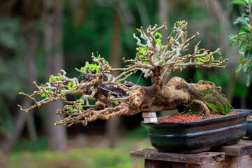 bonsai