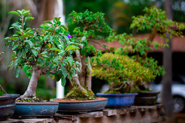 bonsai