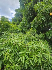 Naturaleza, Mangos y arboles tropicales