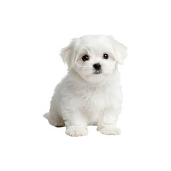 Obraz premium White Maltese Puppy Sitting – Cute Toy Dog Breed Isolated Studio Image
