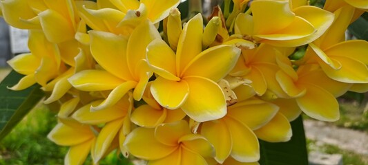 Obraz premium Golden Plumeria Bloom: Delicate golden plumeria blossoms, radiating natural beauty, are captured up close, revealing intricate details of petals, celebrating floral beauty.