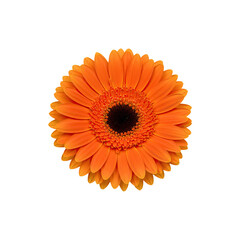 Vibrant Orange Gerbera Daisy Blooming Brightly on White Background