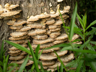 切り株に生えた茸