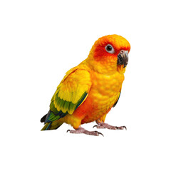 Colorful parrot perched brightly against a pure white backdrop