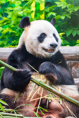 Obraz premium The Giant Panda Bear sits while eating a bamboo stalk