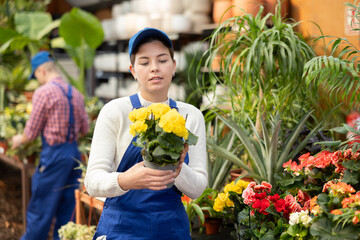 Female worker arranging flowering begonia gran in pots while gardening in glasshouse