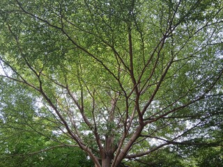Low angle view of the branches and twigs of a shady tree.