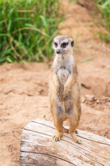 Meerkat, Suricata suricatta, on hind legs. Portrait of meerkat standing on hind legs with alert expression. Portrait of a funny meerkat sitting on its hind legs.